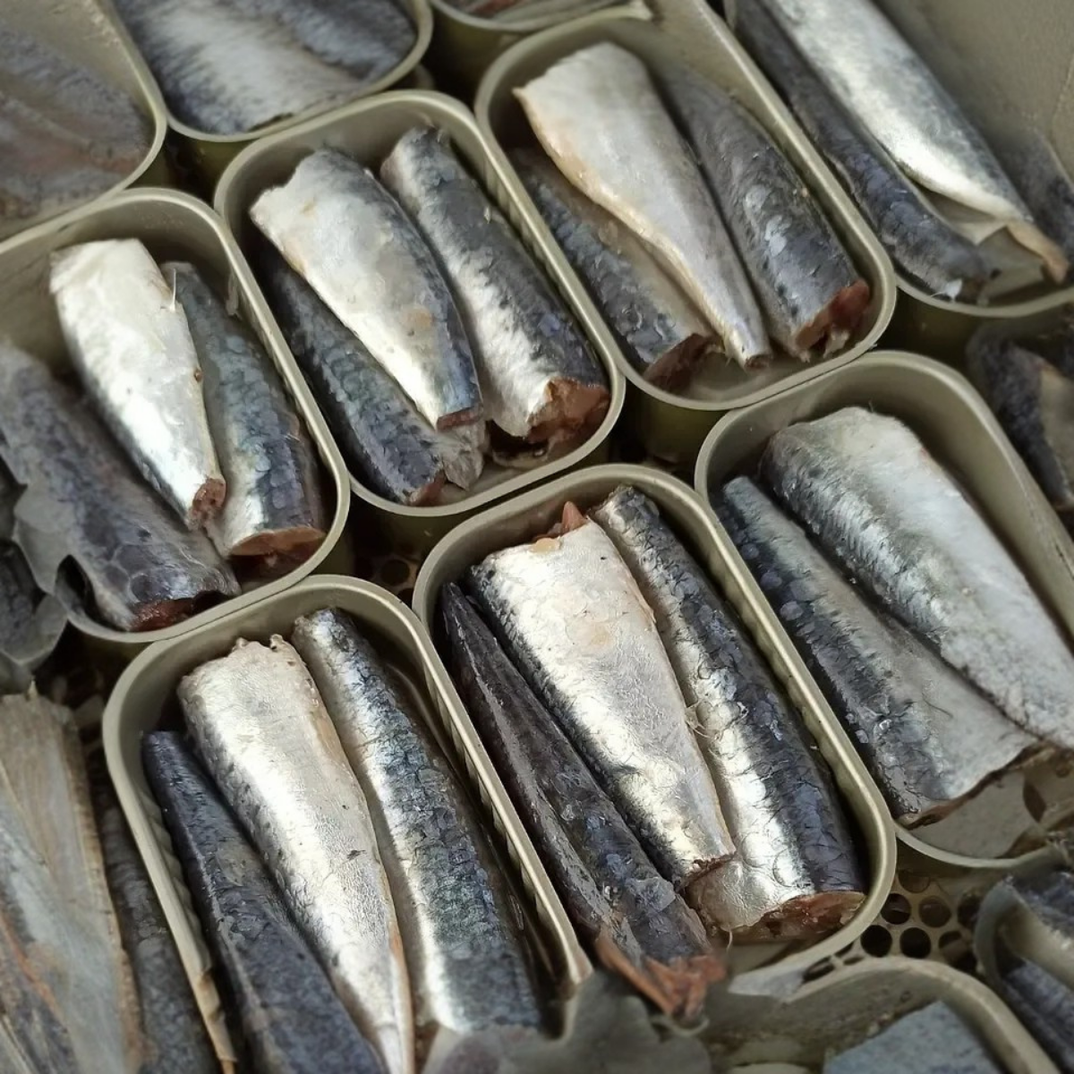 Sardiner i jungfruolivolja